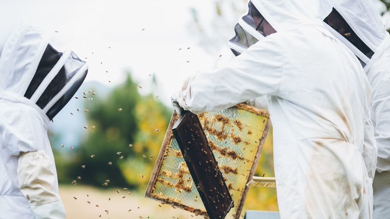 Learn all about the fascinating world of the honey bee with this incredible Bee Keeping Experience!
